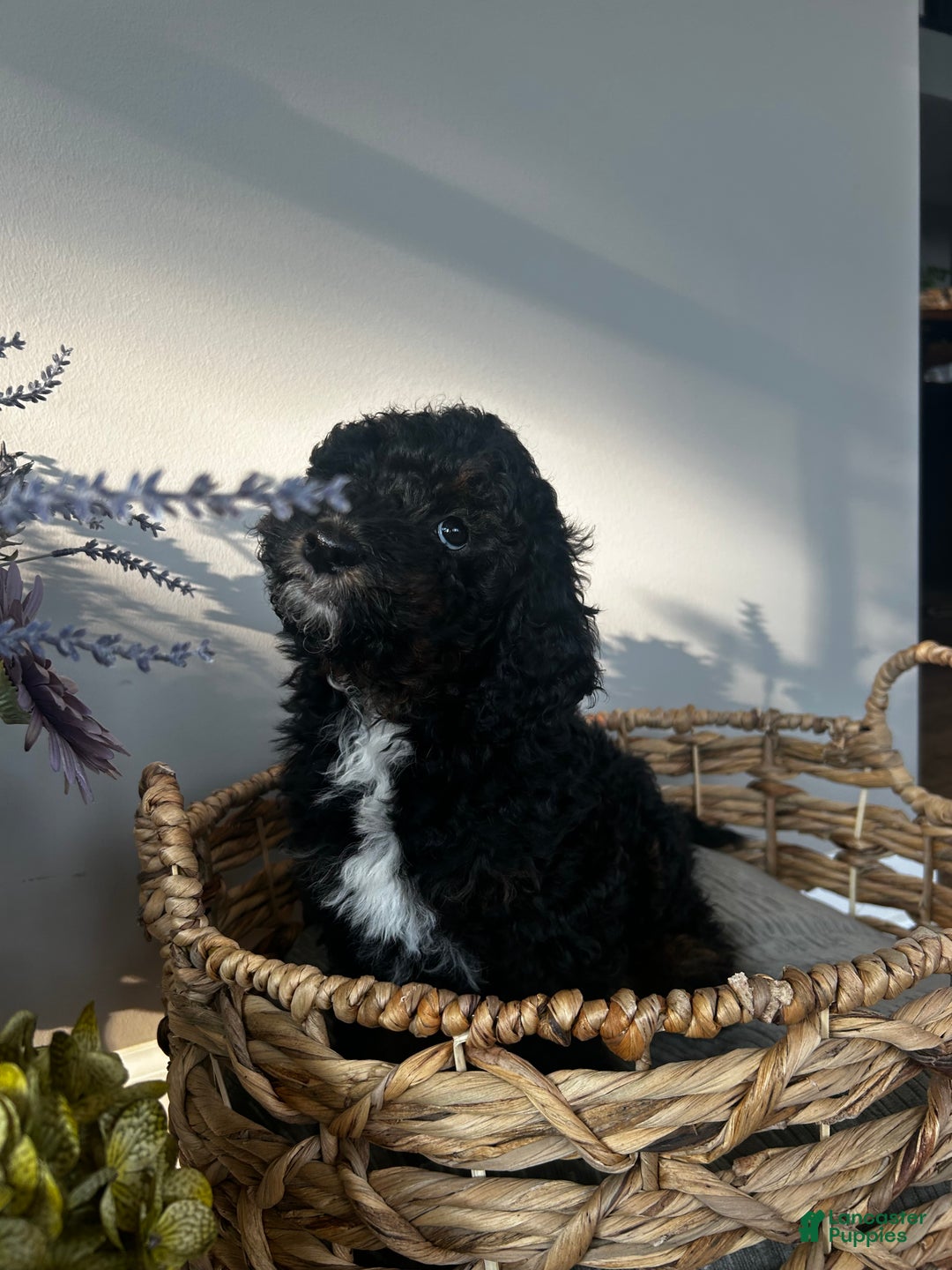 Aussiedoodle Puppies for sale in Cuyahoga Falls, Ohio Lancaster