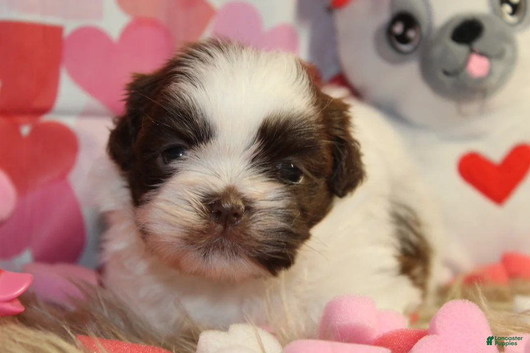 Shih Tzu dogs for sale: CUTIE - Ad 4