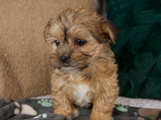 Shorkie dogs Ivy - Ad 31