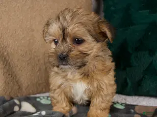 Shorkie dogs Ivy - Ad 4