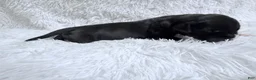 Great Dane dogs for sale: Bourbon - Ad 4