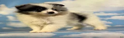 Pomeranian dogs for sale: Tux - Ad 6
