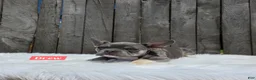 Frenchton dogs for sale: Drew - Ad 6