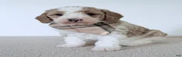 Mini Goldendoodle dogs for sale:  Clay-mini  - Ad 2