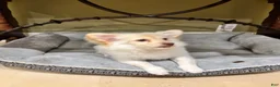 Mixed Breed dogs for sale: Mixed Breed Puppy 1 - Ad 3