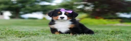 Bernese Mountain Dog dogs for sale: Aurora - Ad 5