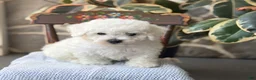 Bichon Frise dogs for sale: Jethro - Ad 3