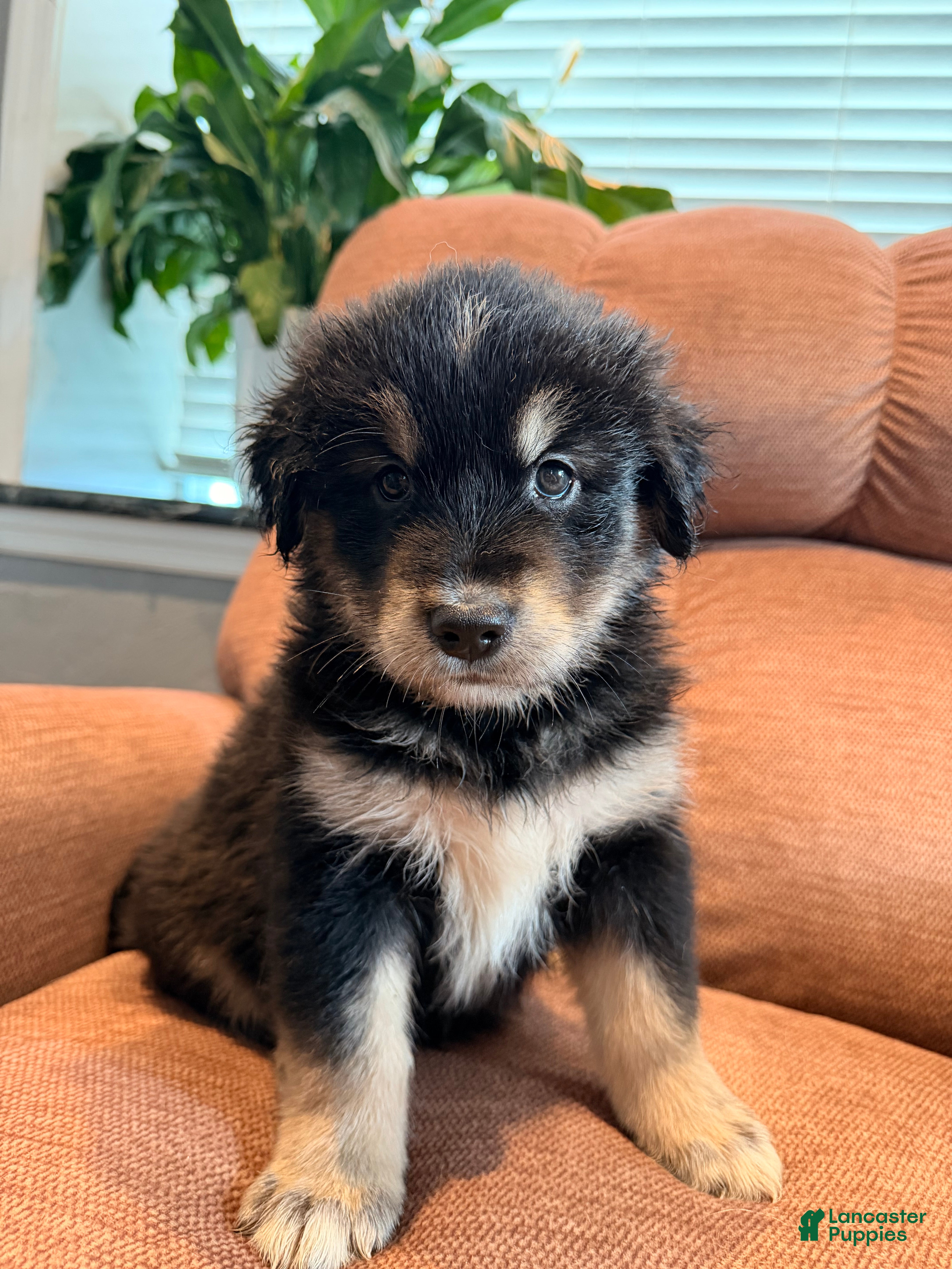 Mixed Breed dogs  Puppy 2 - Ad 1