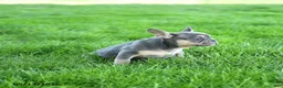 French Bulldog dogs for sale: Smokey - Ad 3