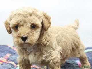 Toy Poodle dogs Diesal - Ad 38