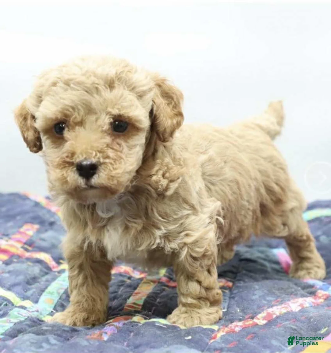 Toy Poodle dogs for sale: Diesal - Ad 1
