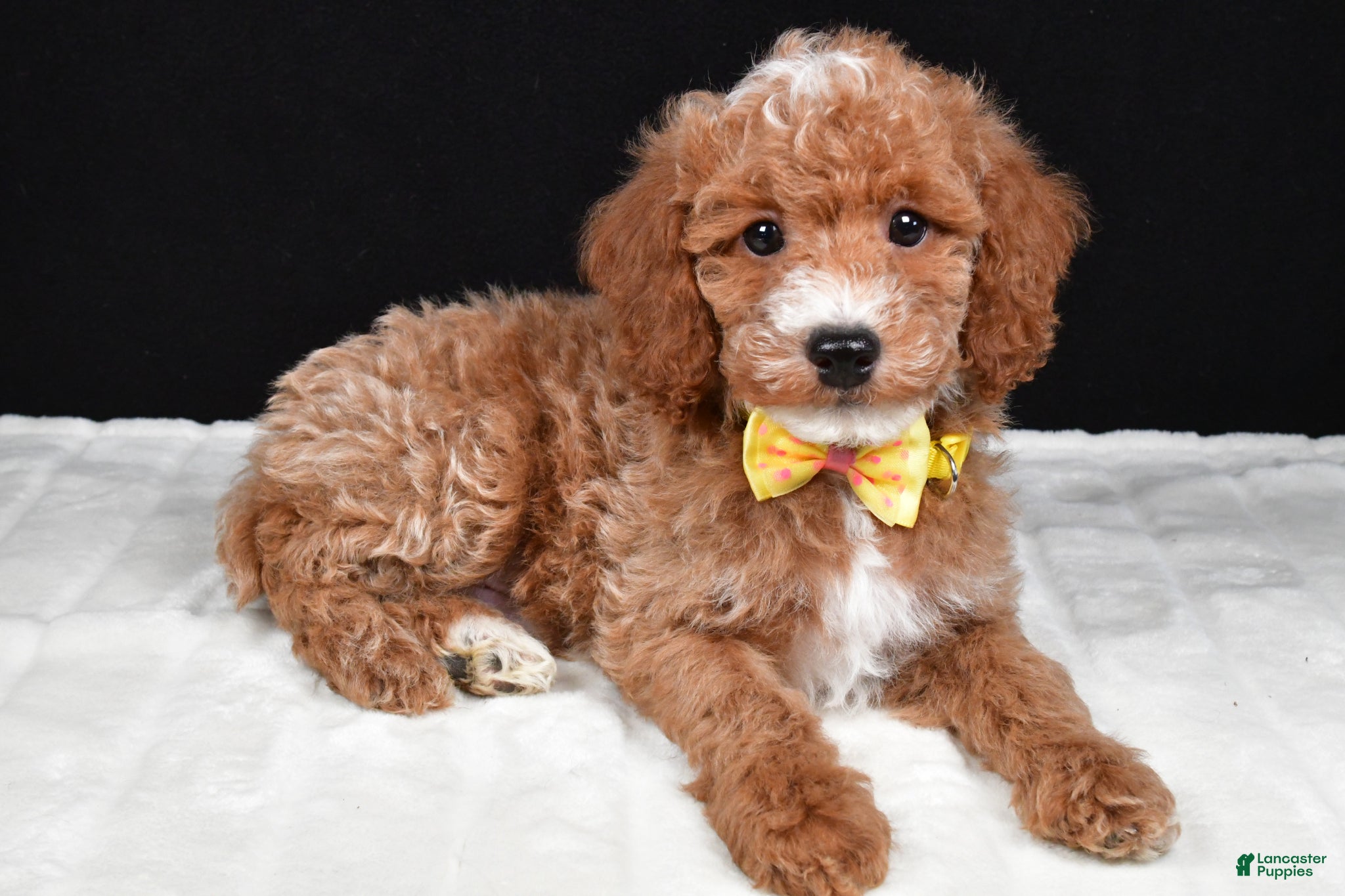 Miniature Poodle dogs Shaggy - Ad 2
