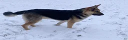 German Shepherd dogs for sale: Bear - Ad 19