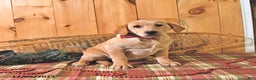 Labrador Retriever dogs for sale: Sunshine - Ad 2
