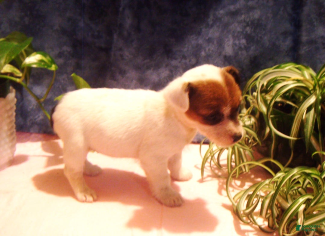 Jack Russell Terrier dogs for sale: Buttercup - Ad 2