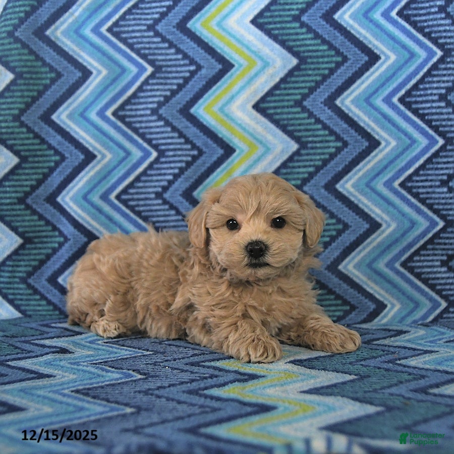 Maltipoo dogs Bruce - Ad 11