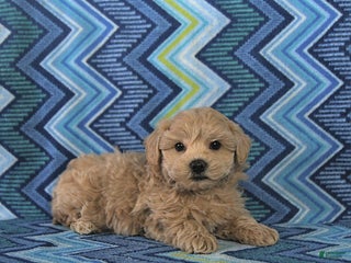 Maltipoo dogs Bruce - Ad 18