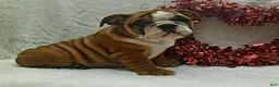 English Bulldog dogs for sale: Dana - Ad 5