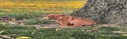 English Bulldog dogs for sale: Pumpkin  - Ad 7