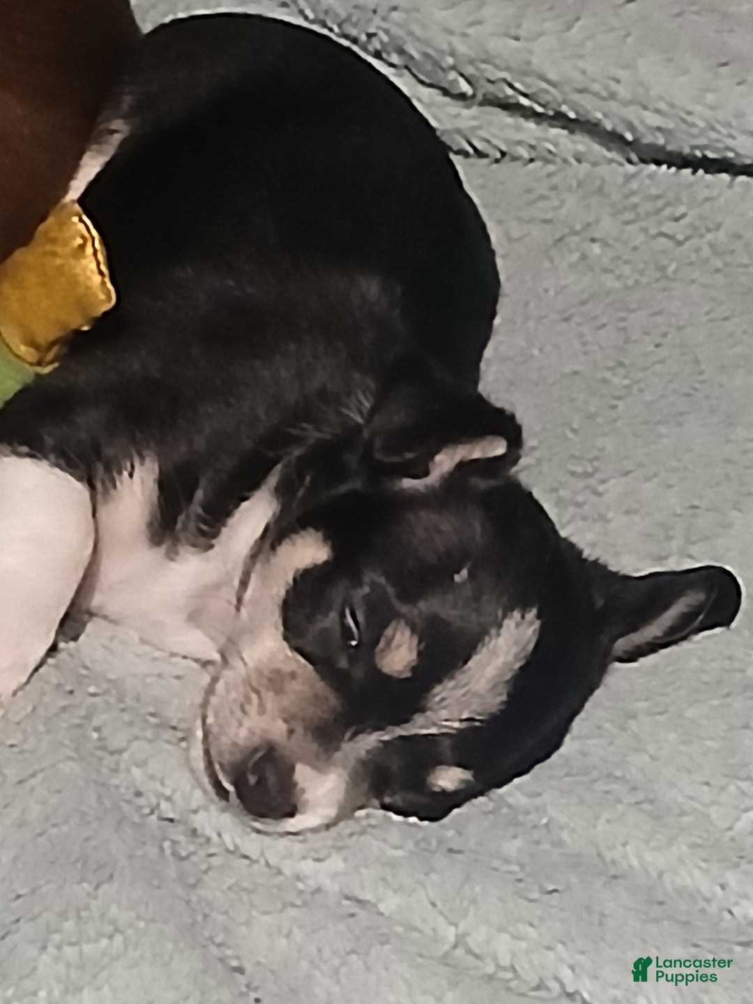 Chihuahua dogs for sale: Sunny ,         Chihuahua Puppy 3 - Ad 1