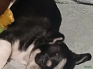 Chihuahua dogs Sunny , Chihuahua Puppy 3 - Ad 9