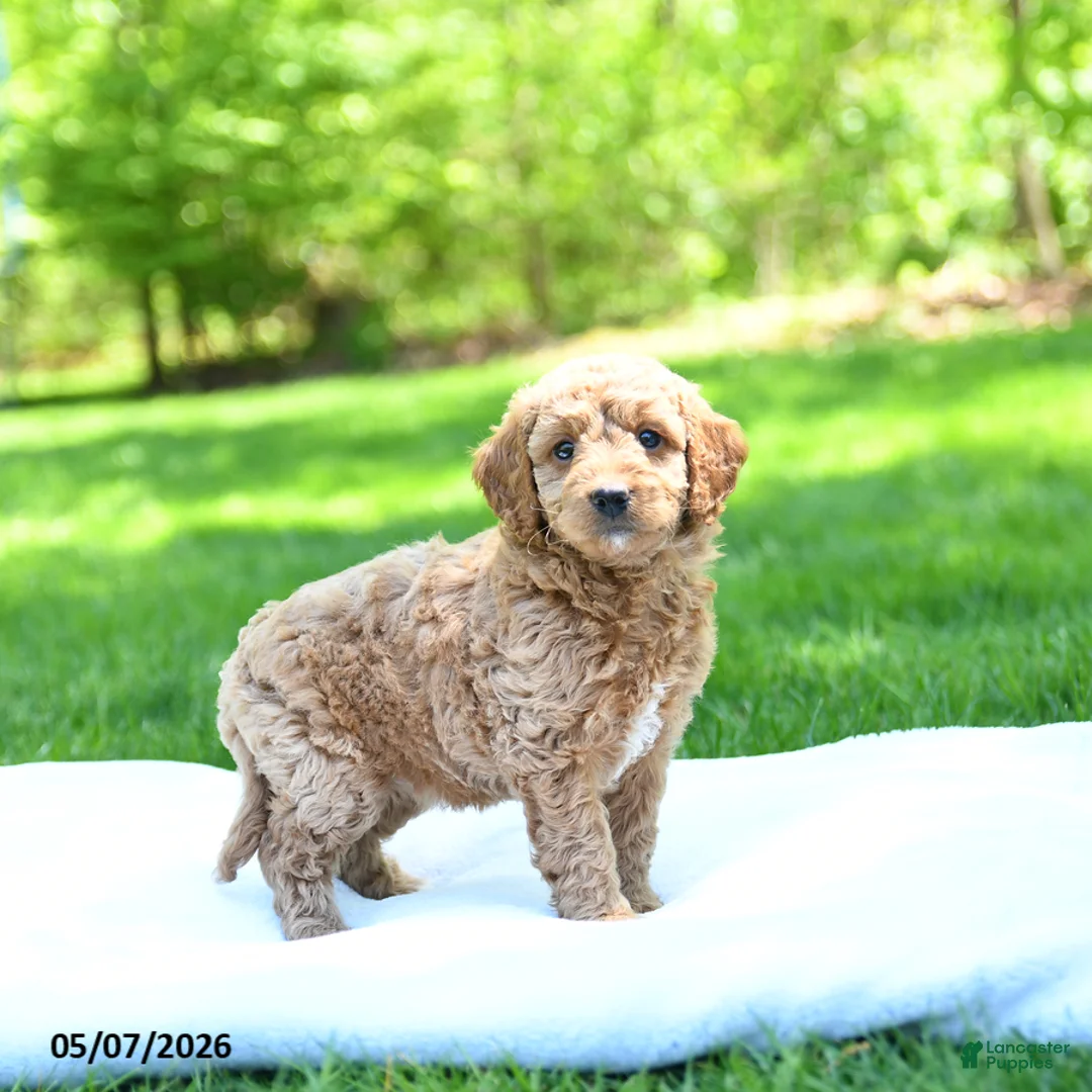Mini Goldendoodle dogs for sale: Pumpkin - Ad 2