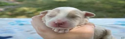 Mini Goldendoodle dogs for sale: Victor - Ad 9