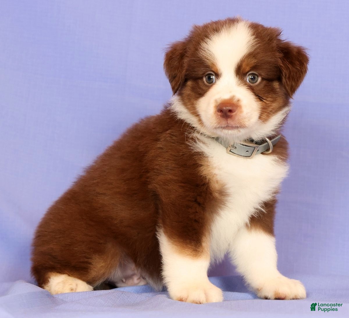 Miniature Australian Shepherd dogs Loren - Ad 1