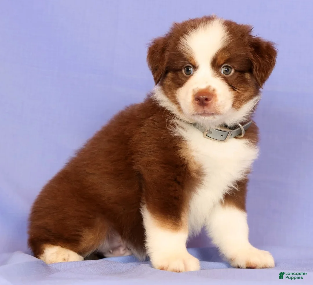 Miniature Australian Shepherd dogs for sale: Loren - Ad 1