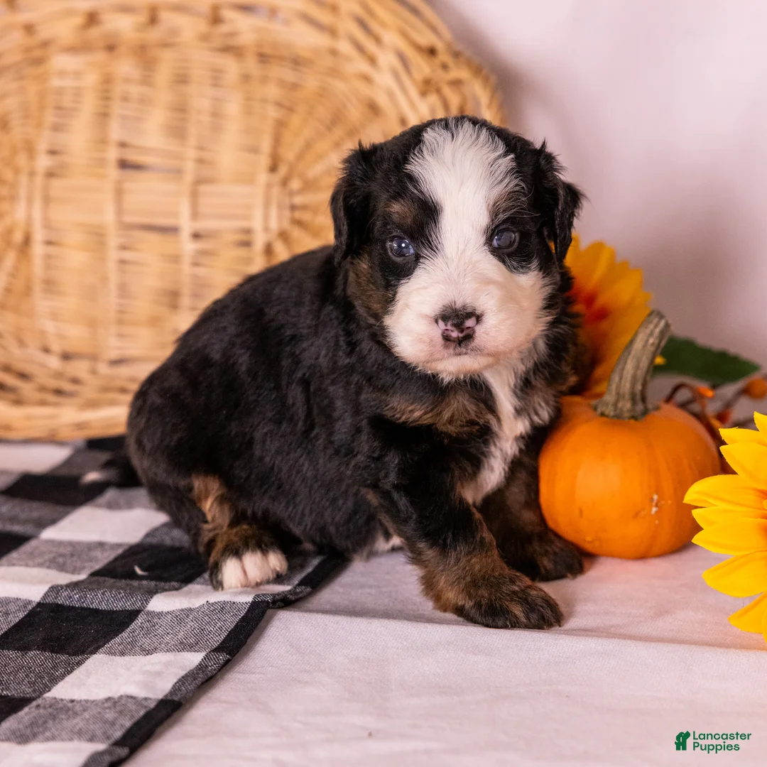 Bernedoodle dogs for sale: Honky Tonk - Ad 1