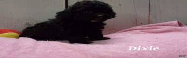 Dixie