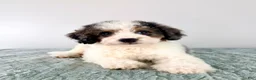 Bernedoodle dogs for sale: Dave - Ad 2
