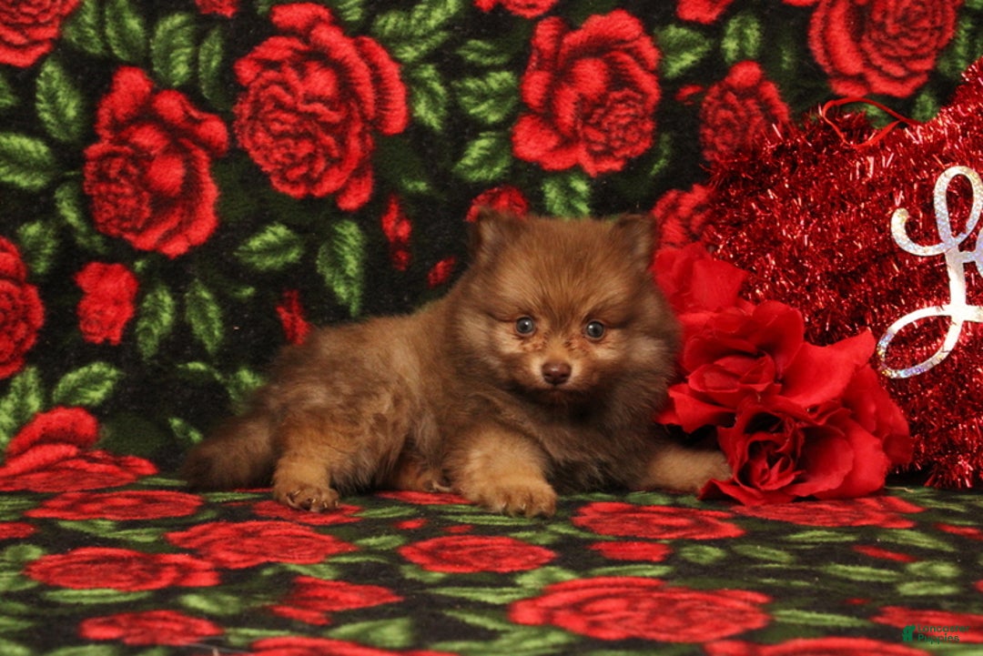 Pomeranian dogs for sale: Lazarus - Ad 3