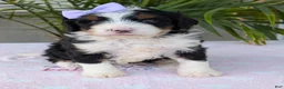Mini Bernedoodle dogs for sale: Mini Sadie  - Ad 16