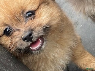 Mixed Breed dogs Mixed Breed Puppy 2 - Ad 42