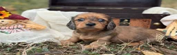 Miniature Dachshund dogs for sale: Red dapple - Ad 5