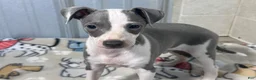 Italian Greyhound dogs for sale: Leo - Ad 4