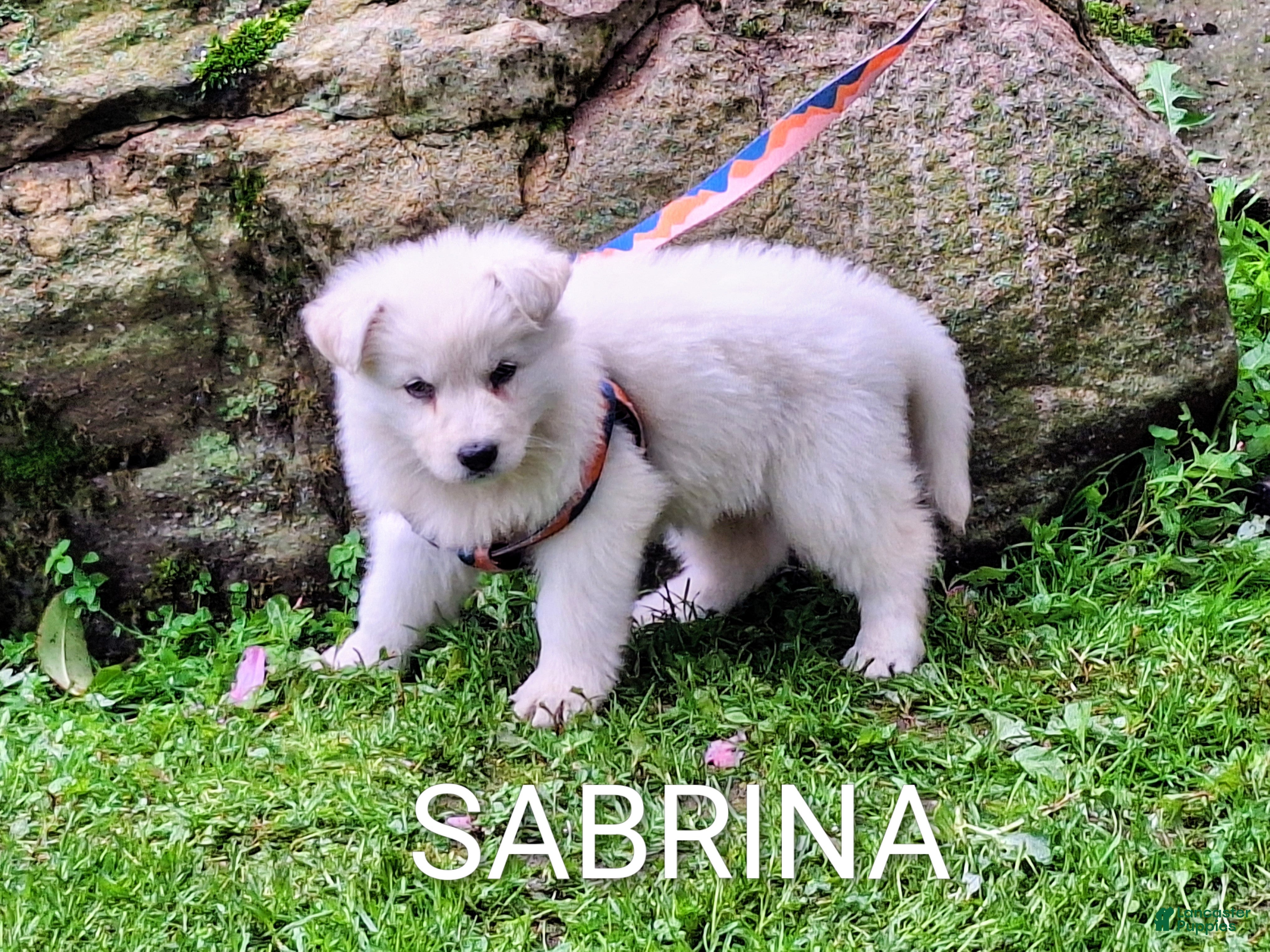 German Shepherd dogs SABRINA LONGCOAT! - Ad 1