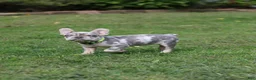French Bulldog dogs for sale: Lucy - Ad 3