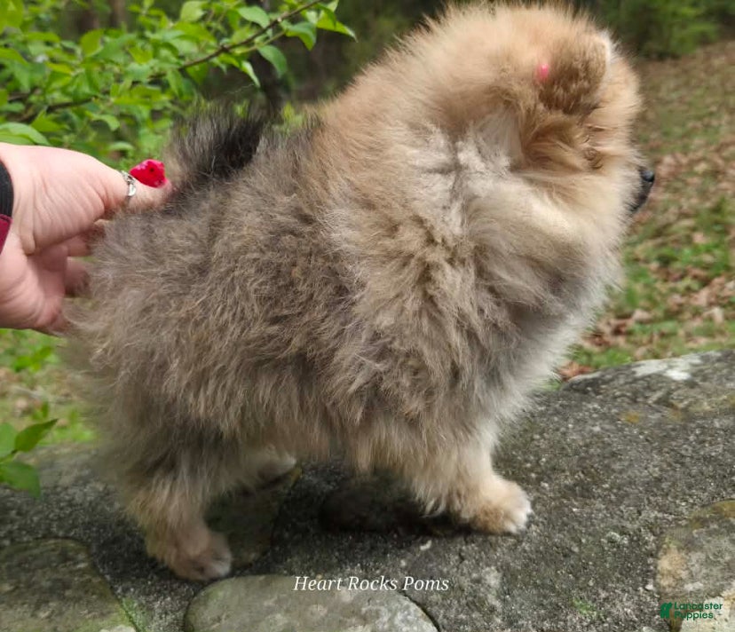 Pomeranian dogs NYX - F - Ad 2