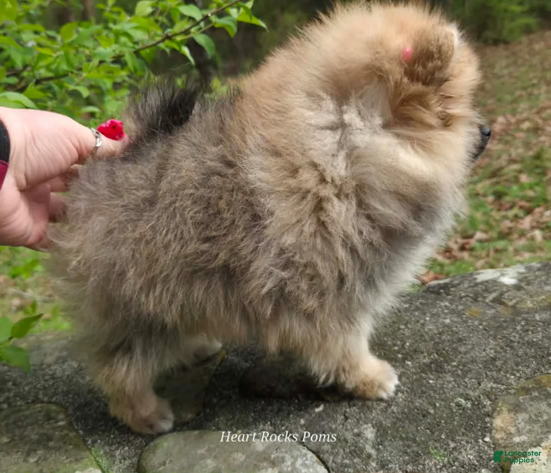 Pomeranian dogs for sale: NYX - F - Ad 11