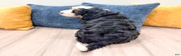 Mini Bernedoodle dogs for sale: Bruno - Ad 5