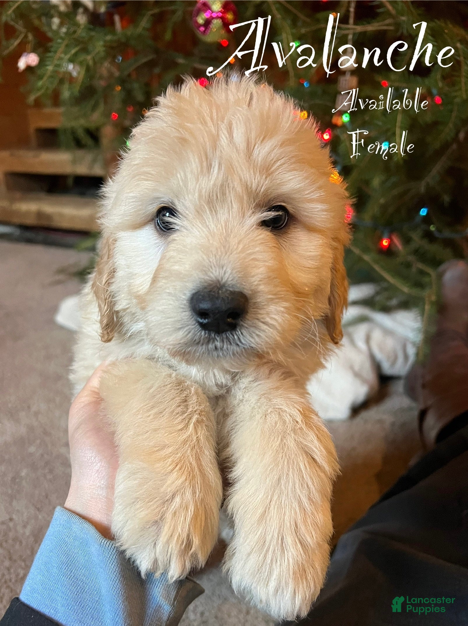 Mixed Breed dogs Avalanche  - Ad 22