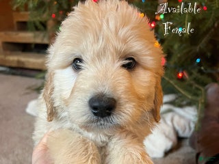 Mixed Breed dogs Avalanche - Ad 31