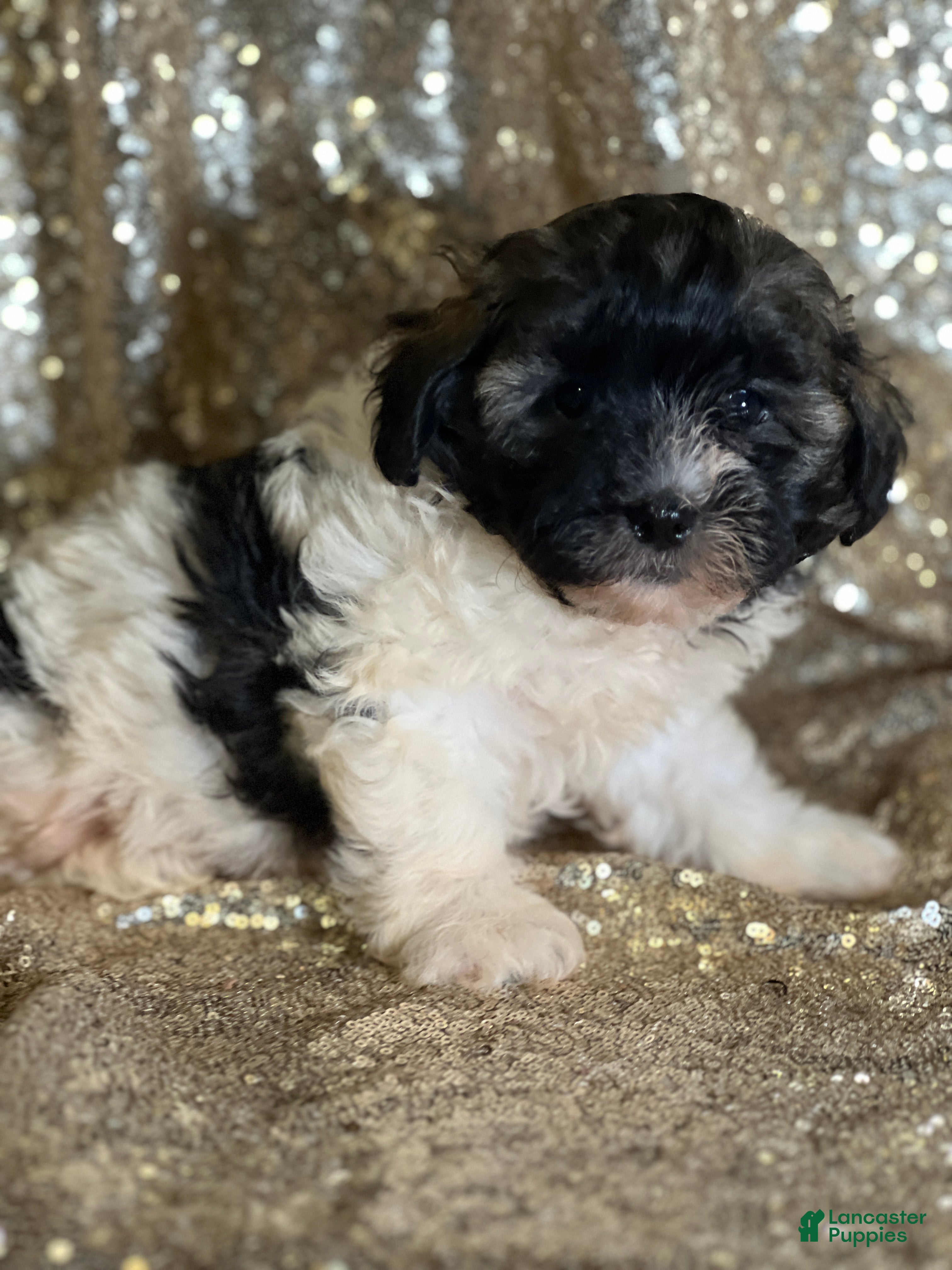 Shihpoo dogs Tony - Ad 20