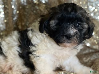 Shihpoo dogs Tony - Ad 20