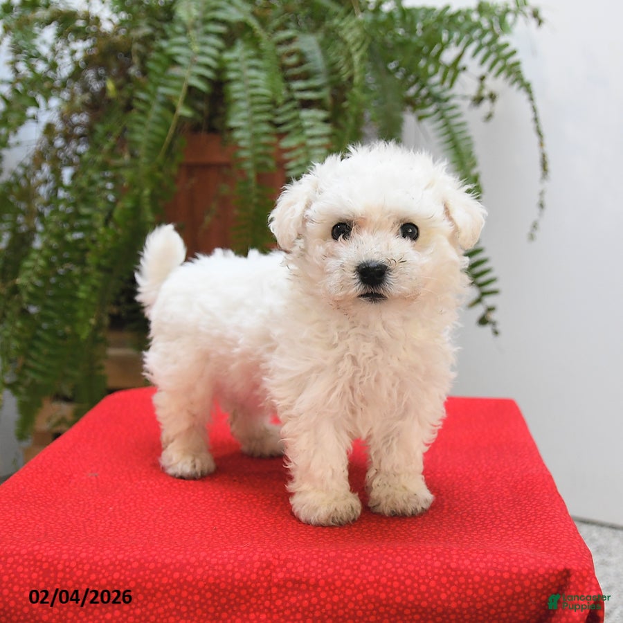 Bichon Frise dogs Finn - Ad 37