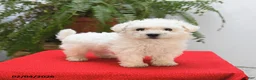 Bichon Frise dogs for sale: Finn - Ad 1