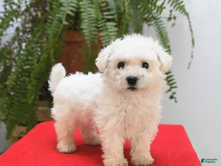 Bichon Frise dogs Finn - Ad 37
