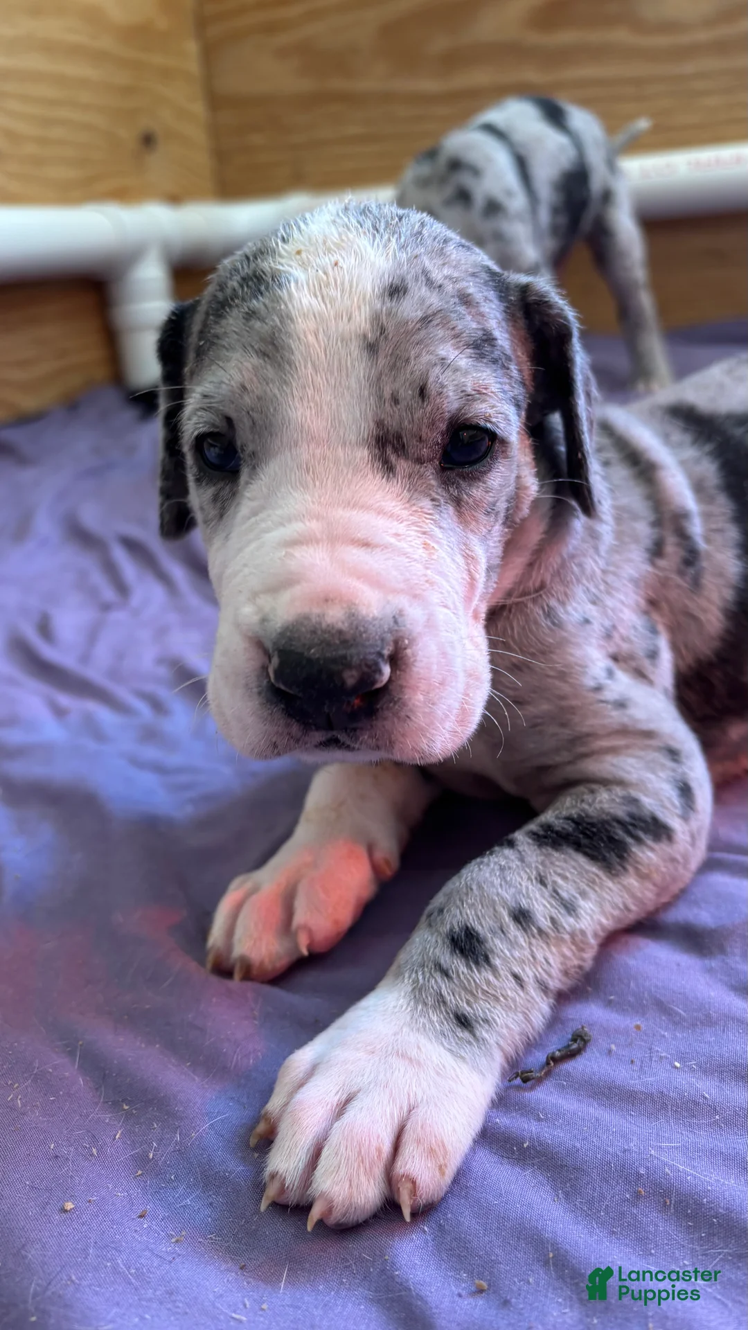 Great Dane dogs for sale: Wizard - Ad 3